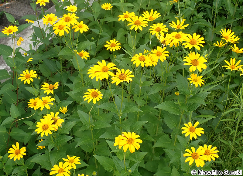宿根ヒメヒマワリ Heliopsis helianthoides var. scabra