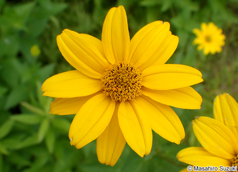 宿根ヒメヒマワリ Heliopsis helianthoides var. scabra