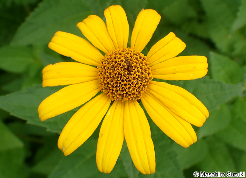 宿根ヒメヒマワリ Heliopsis helianthoides var. scabra
