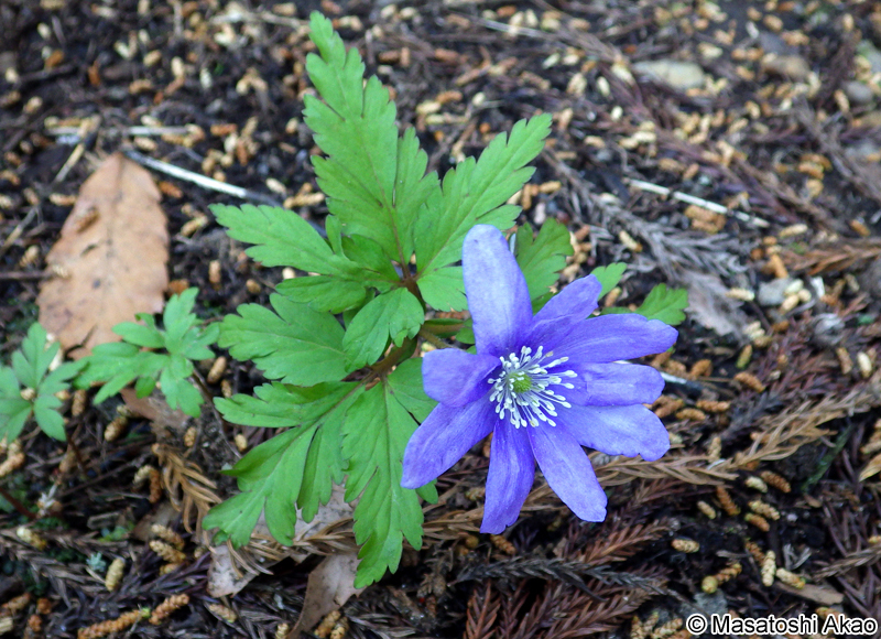 キクザキイチゲ Anemone pseudoaltaica