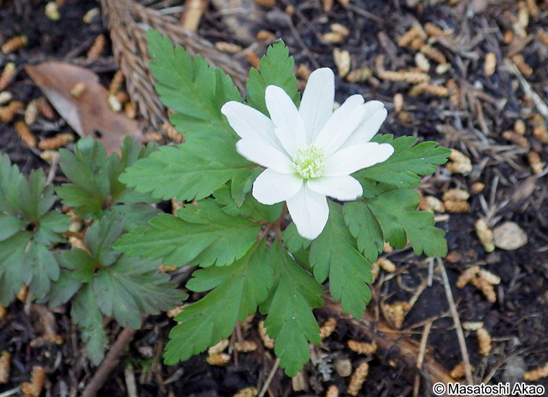 キクザキイチゲ Anemone pseudoaltaica