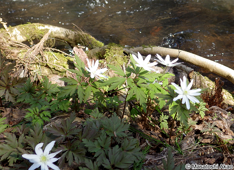 キクザキイチゲ Anemone pseudoaltaica