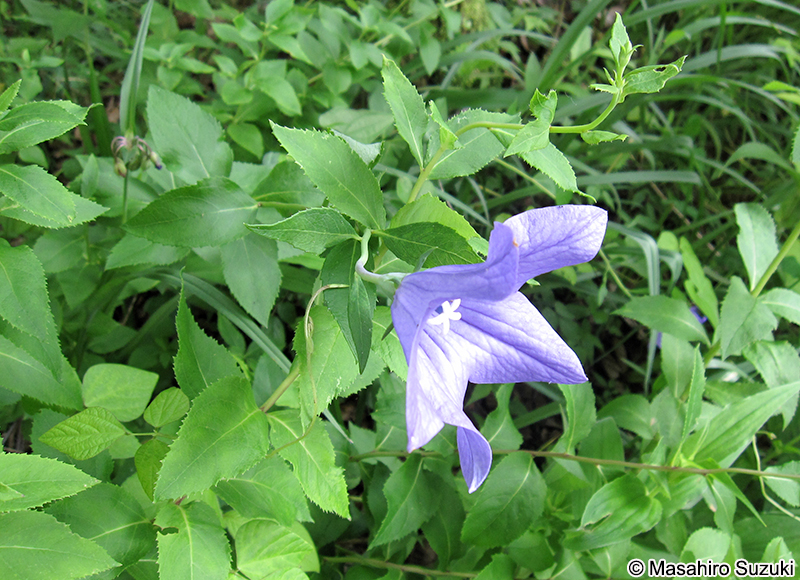 キキョウ Platycodon grandiflorus