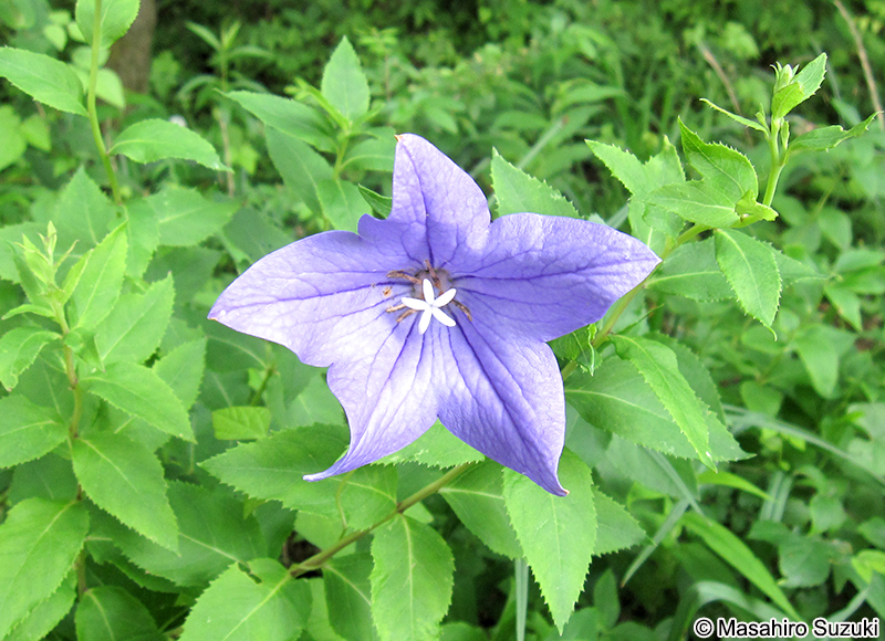 キキョウ Platycodon grandiflorus