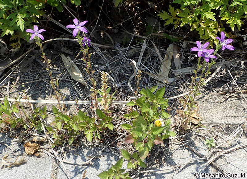 キキョウソウ Triodanis perfoliata