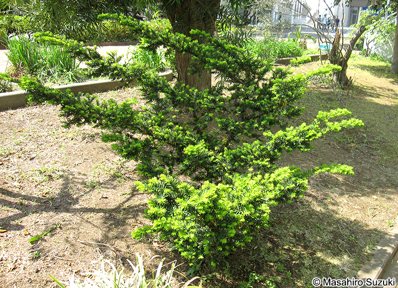 キミノオンコ Taxus cuspidata f. luteobaccata