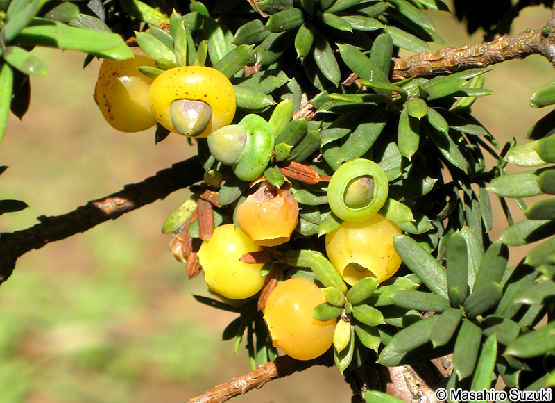 キミノオンコ Taxus cuspidata f. luteobaccata