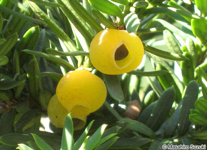 キミノオンコの実