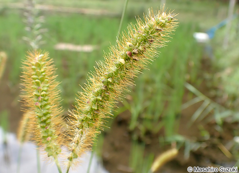 キンエノコロ Setaria pumila
