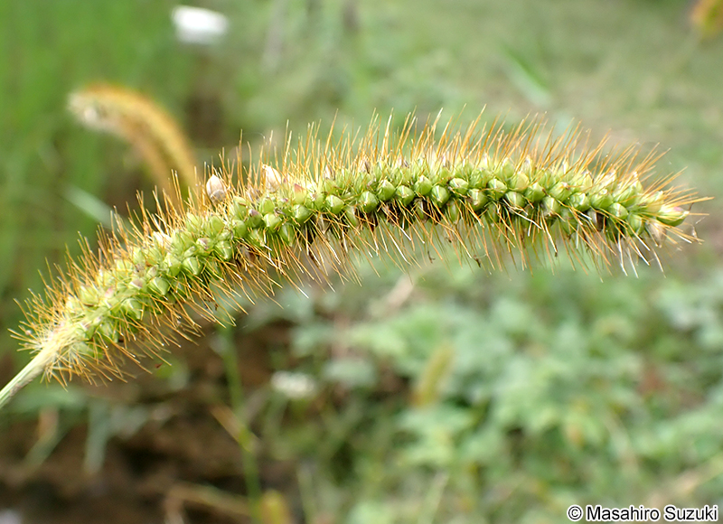 キンエノコロ Setaria pumila