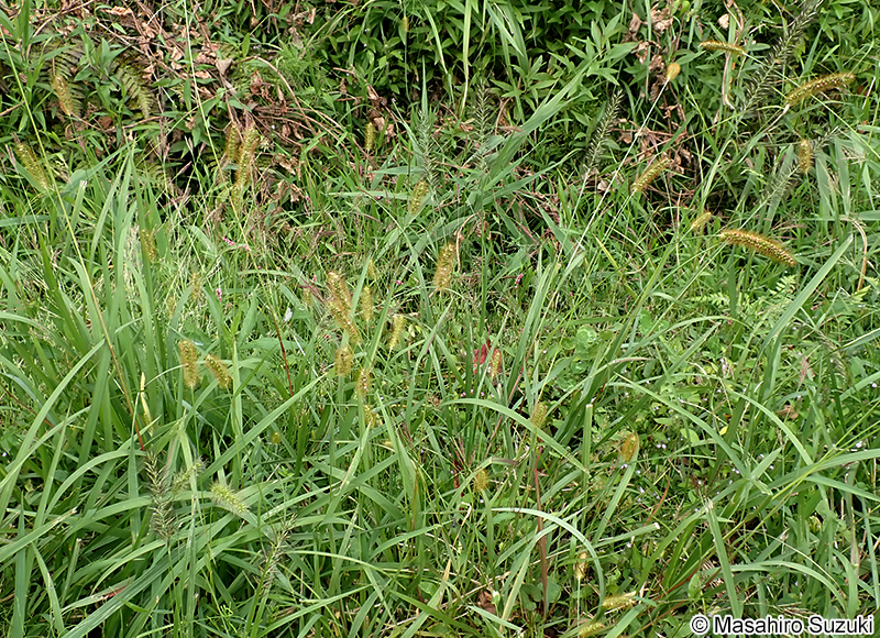 キンエノコロ Setaria pumila