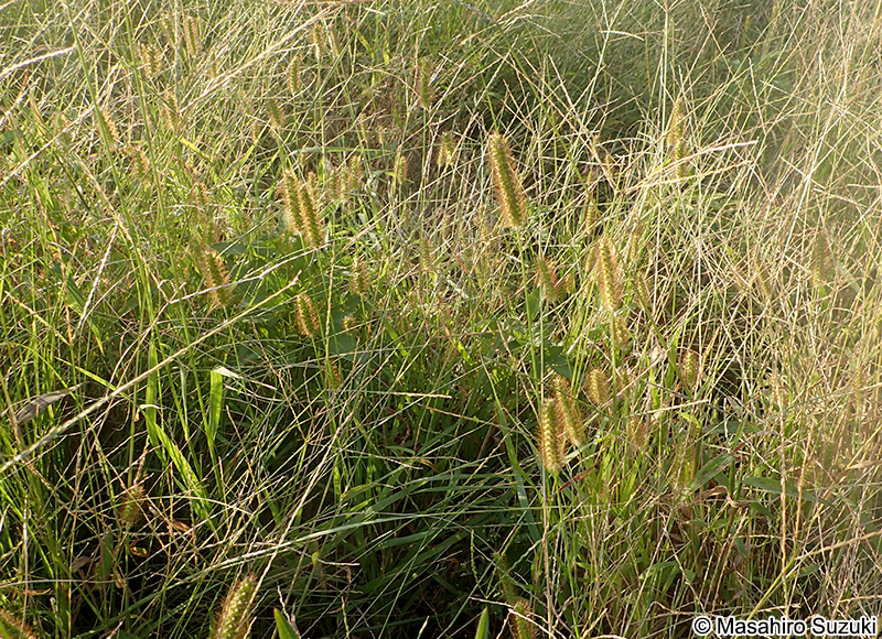 キンエノコロ Setaria pumila