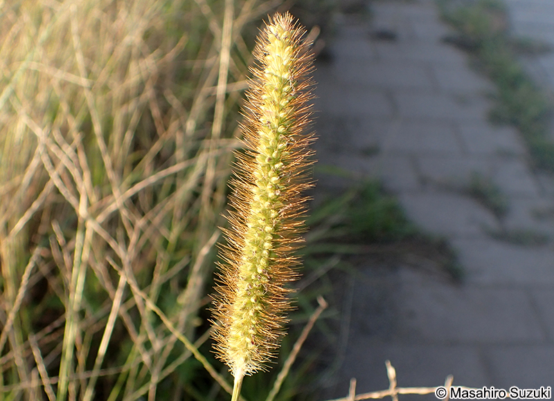 キンエノコロ Setaria pumila