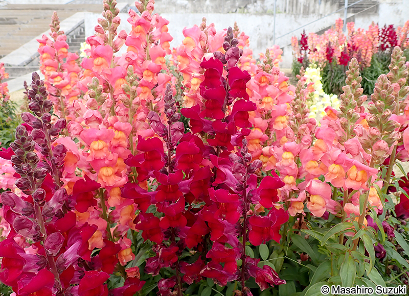 キンギョソウ Antirrhinum majus