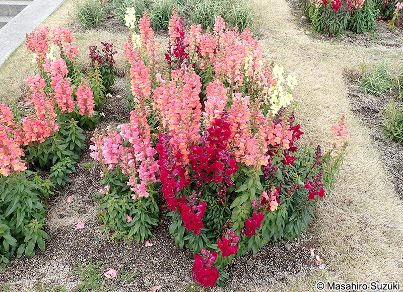 キンギョソウ Antirrhinum majus