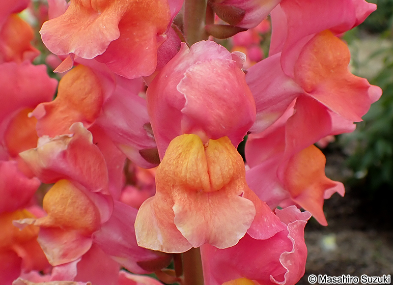 キンギョソウ Antirrhinum majus