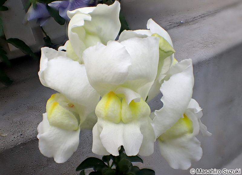 キンギョソウ Antirrhinum majus