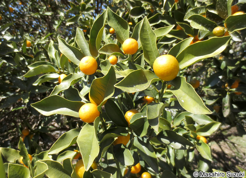 キンカン Citrus japonica