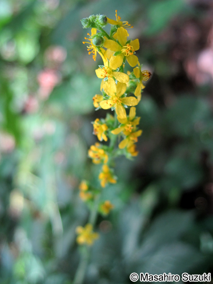 キンミズヒキ Agrimonia pilosa var. japonica