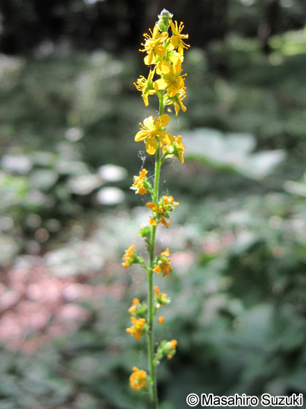 キンミズヒキ Agrimonia pilosa var. japonica