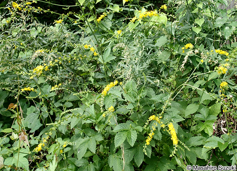 キンミズヒキ Agrimonia pilosa var. japonica