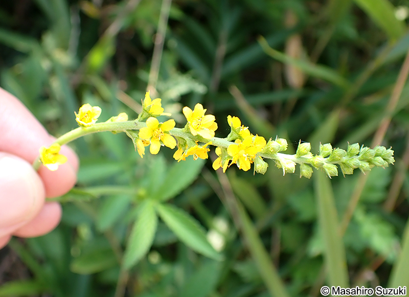 キンミズヒキ Agrimonia pilosa var. japonica