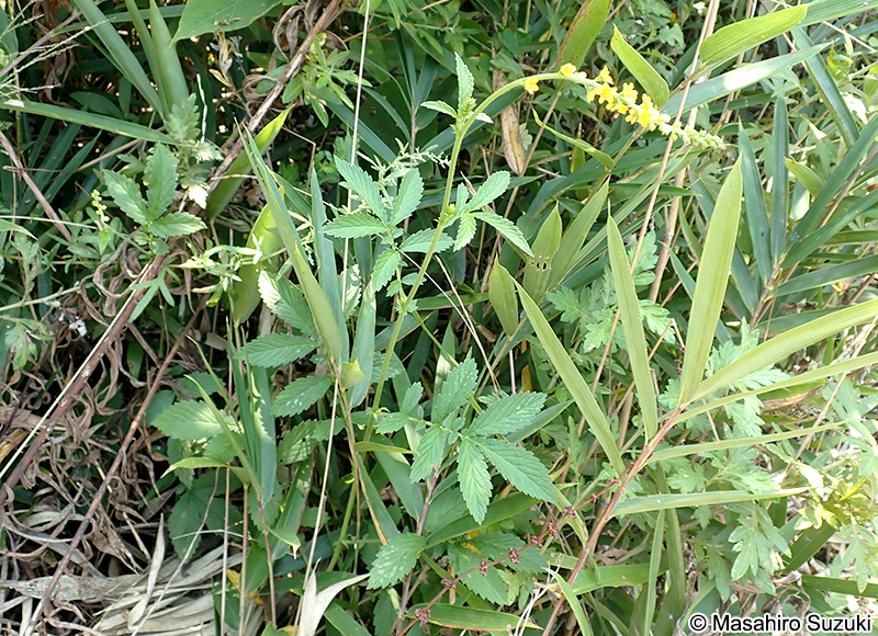キンミズヒキ Agrimonia pilosa var. japonica