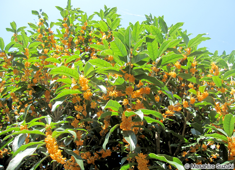 キンモクセイ Osmanthus fragrans var. aurantiacus