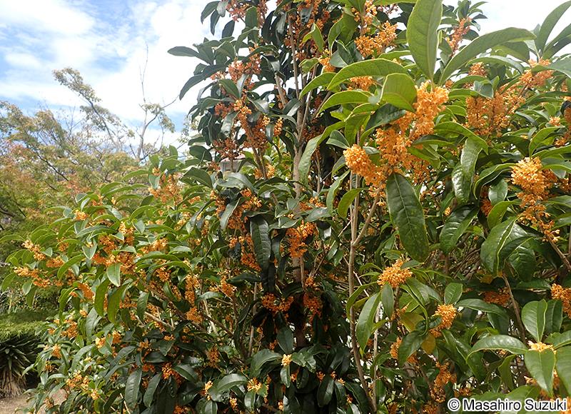 キンモクセイ Osmanthus fragrans var. aurantiacus