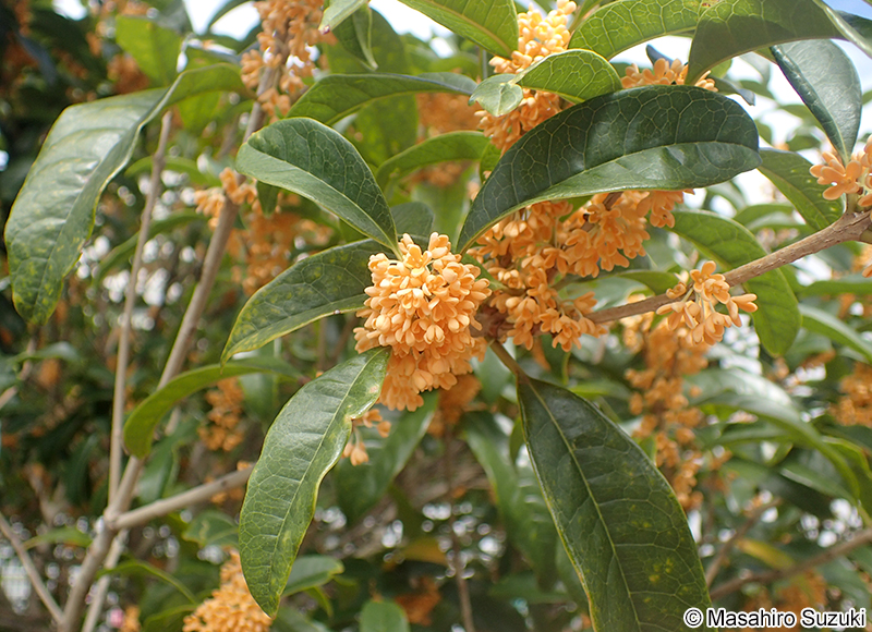 キンモクセイ Osmanthus fragrans var. aurantiacus