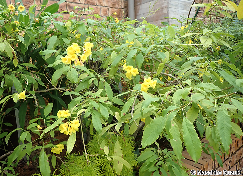 タチノウゼン（キンレイジュ） Tecoma stans