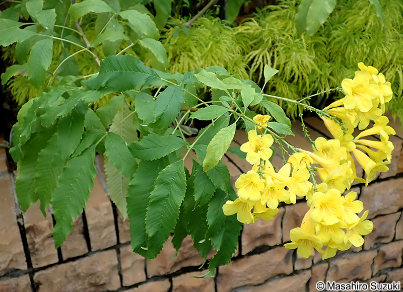 タチノウゼン（キンレイジュ） Tecoma stans