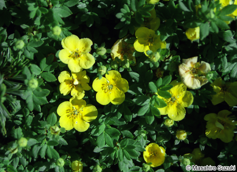 キンロバイ Dasiphora fruticosa