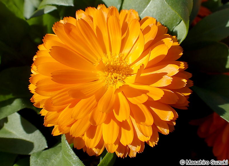 キンセンカ Calendula officinalis