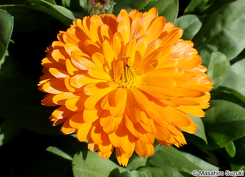 キンセンカ Calendula officinalis