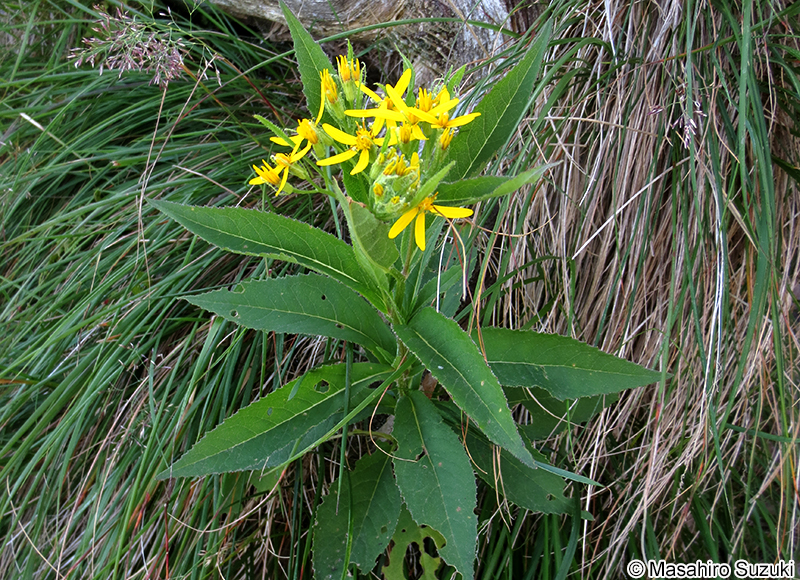 キオン Senecio nemorensis