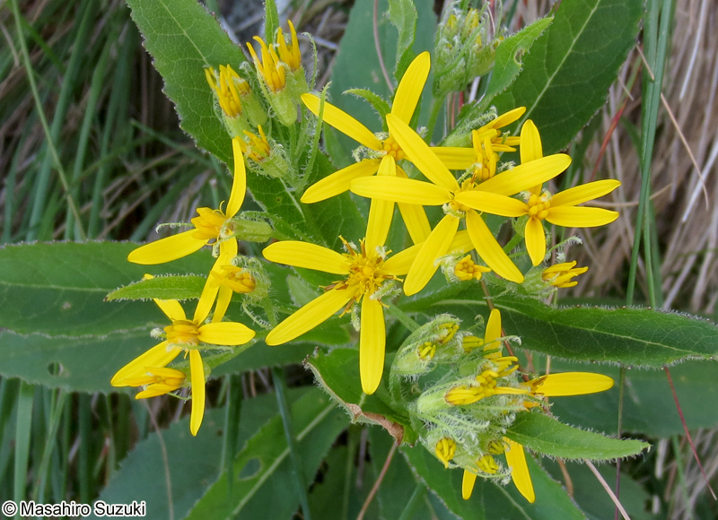 キオン Senecio nemorensis