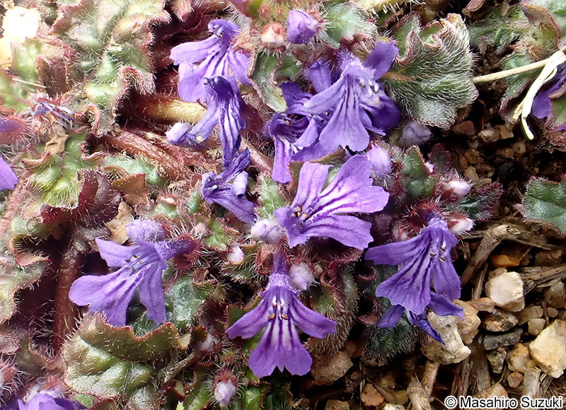キランソウ Ajuga decumbens