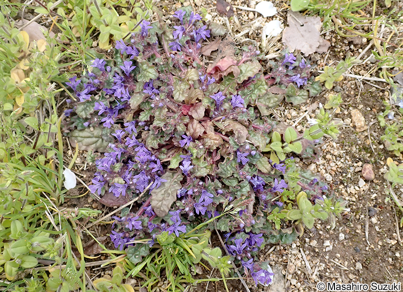 キランソウ Ajuga decumbens