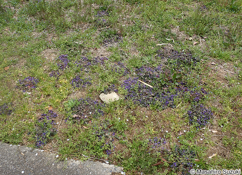 キランソウ Ajuga decumbens