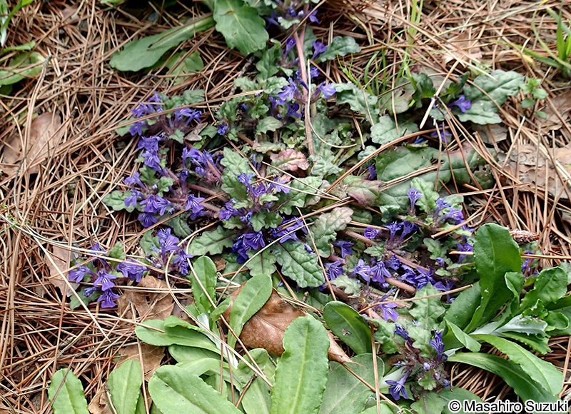 キランソウ Ajuga decumbens
