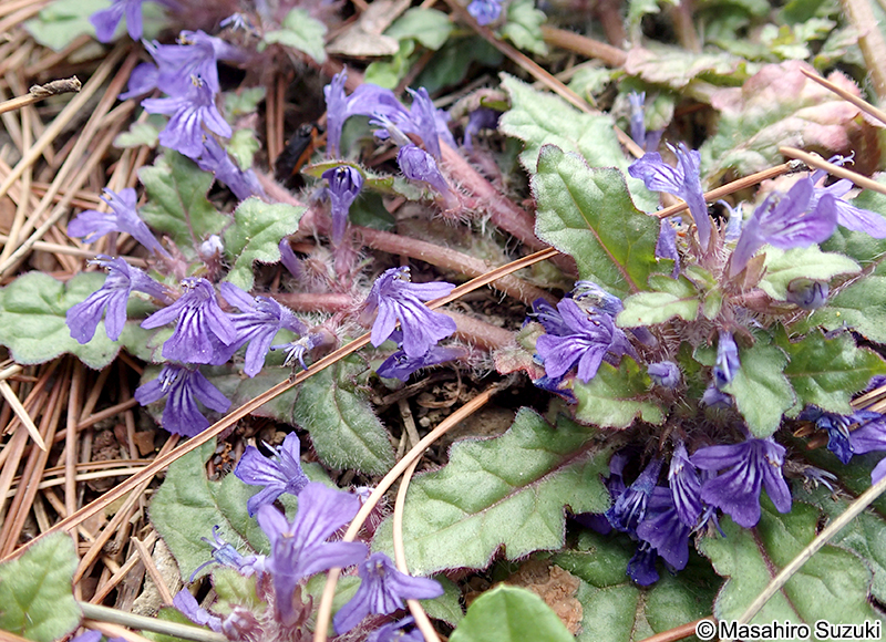 キランソウ Ajuga decumbens