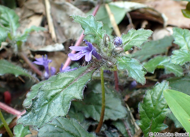 キランソウ Ajuga decumbens