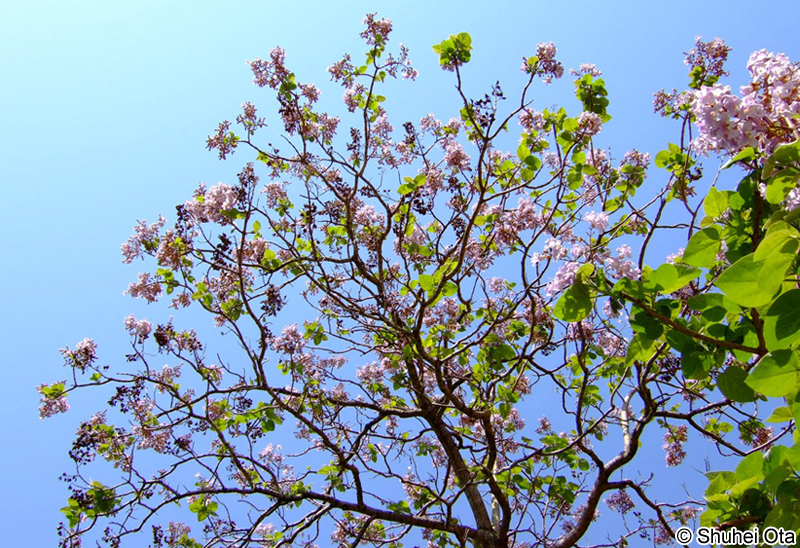 キリ Paulownia tomentosa
