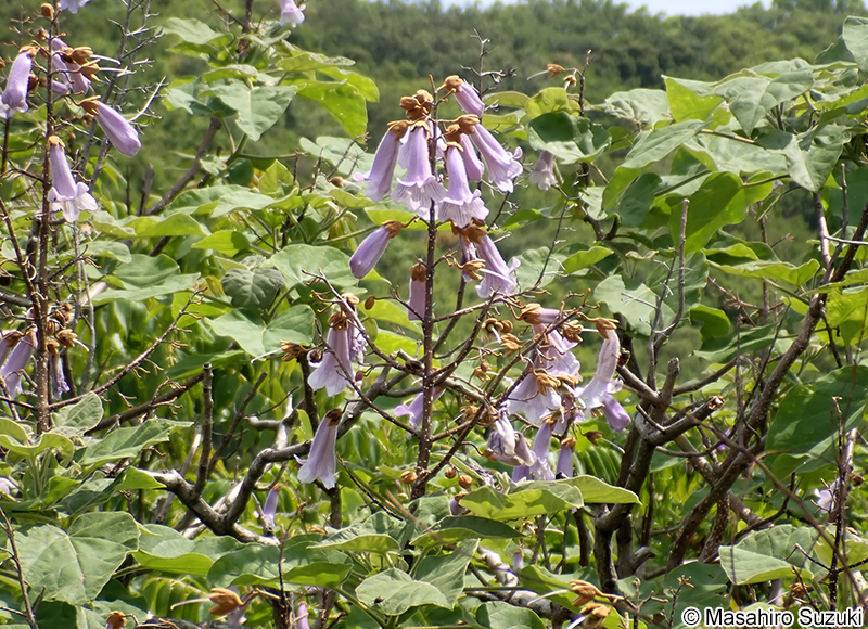 キリ Paulownia tomentosa