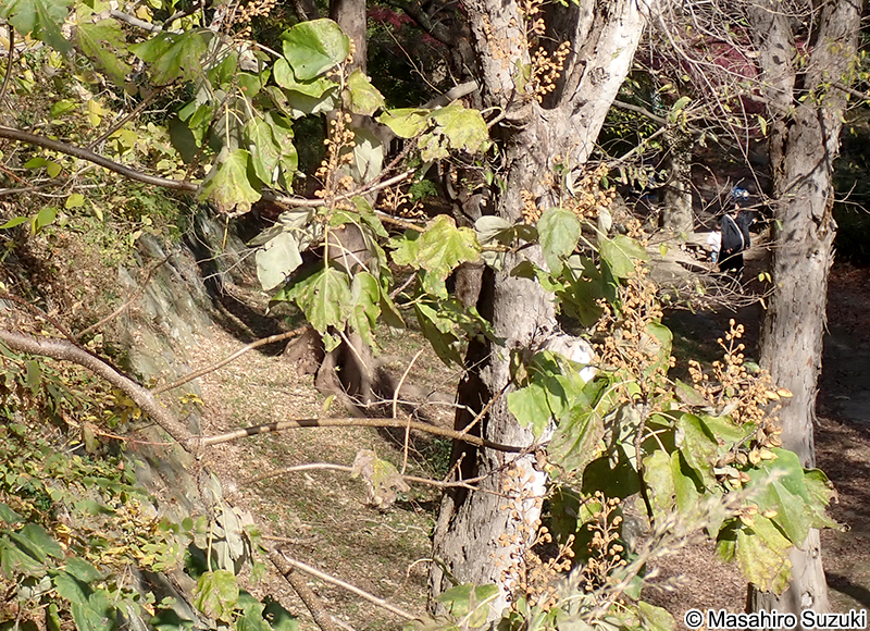 キリ Paulownia tomentosa