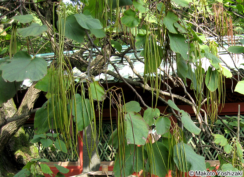 キササゲ Catalpa ovata