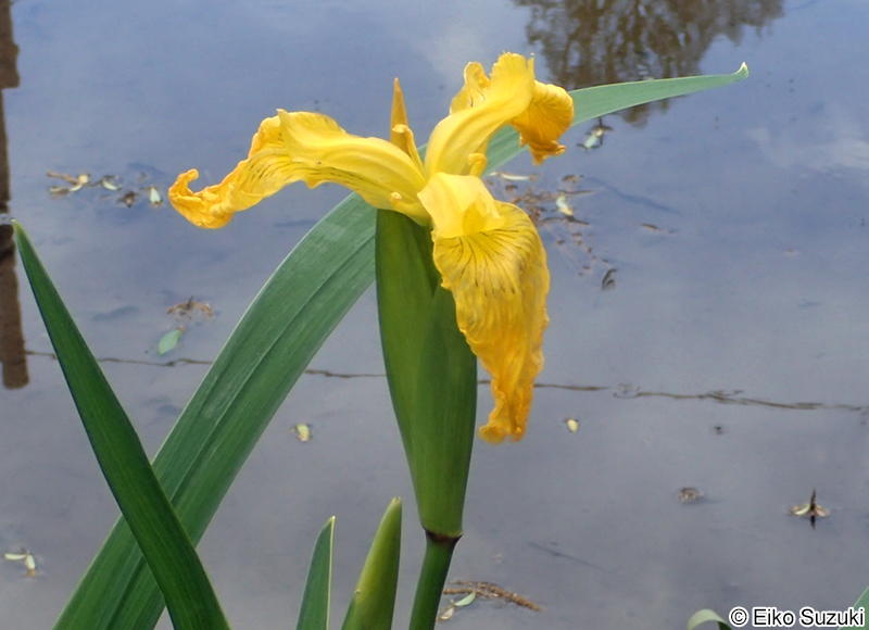 キショウブ Iris pseudacorus
