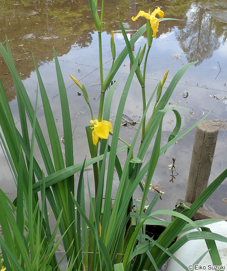 キショウブ Iris pseudacorus