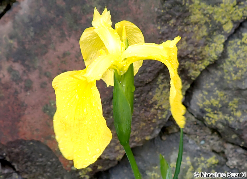 キショウブ Iris pseudacorus